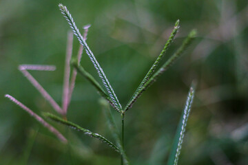 selective focus on grass. beautiful image for wallpaper