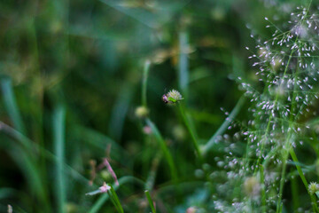 selective focus on grass. beautiful image for wallpaper
