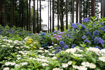 Fototapeta premium 木立の中の紫陽花 千葉県多古町 日本