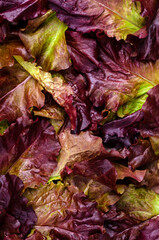 Background of fresh purple lettuce leaves.