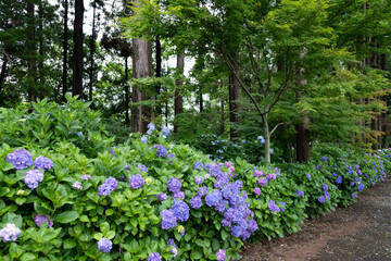 木立の中の紫陽花　千葉県多古町　日本