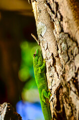 Gecko - Endemic green gecko from Mauritius - (Phelsuma ornata)