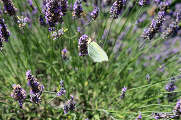 Papillon blanc et lavande