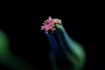 grass flower known as Bandotan. Closed up photography.