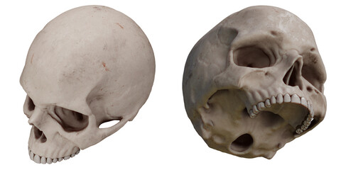 Obraz premium skull real anatomy