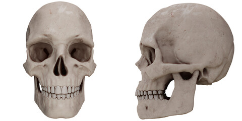 skull real anatomy - obrazy, fototapety, plakaty