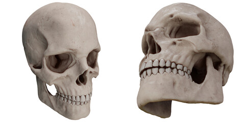skull real anatomy - obrazy, fototapety, plakaty