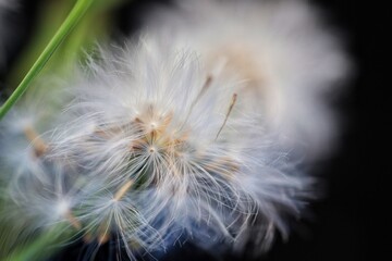 Obraz na płótnie Canvas grass flower known as Bandotan. Closed up photography.