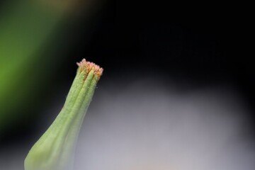 grass flower known as Bandotan. Closed up photography.
