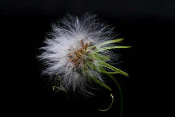 grass flower known as Bandotan. Closed up photography.