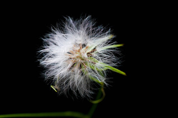 grass flower known as Bandotan. Closed up photography.