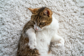 beautiful cat portrait