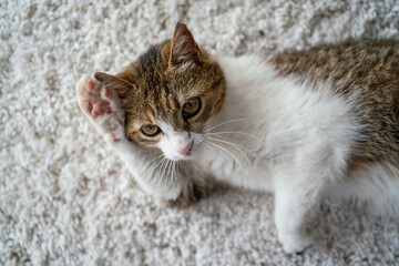 beautiful cat portrait