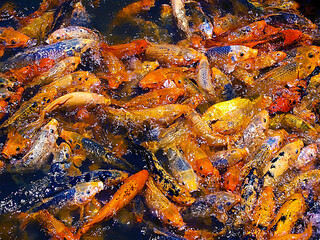 Obraz na płótnie Canvas swarm of fancy koi carp fish inside a pond
