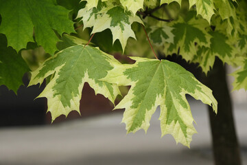 Leaves of white maple on the branches.