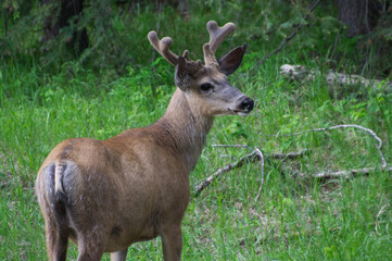 Mule Deer Buck