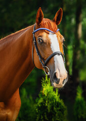 portrait of chestnut dressage horse in bridle in summer
