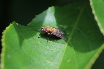 braune behaarte Fliege