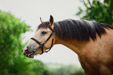 closeup portrait of young draft buckskin gelding horse in bridle on sky and trees background in summer