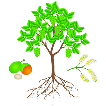 Melicoccus bijugatus spanish lime or ginepa, mamoncillo tree with fruits and flowers.