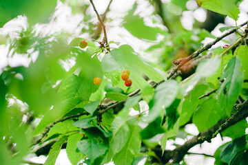 cherry on a green leaf
