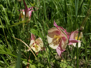 Columbine Flowers