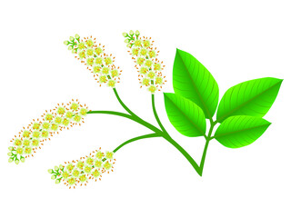 Melicoccus bijugatus spanish lime or ginepa, mamoncillo bloom on a white background.