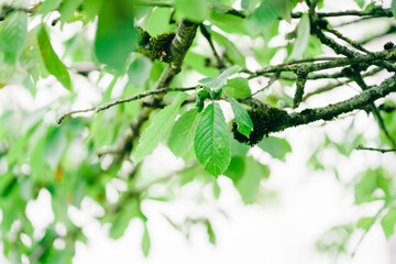 Spring summer green leaf