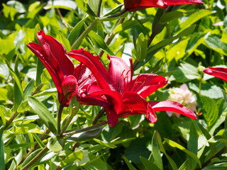 Lis ou lys asiatique aux somptueuses fleurs rouge foncé pourpre presque noir au feuillage...