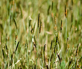 Carex dans les marais de Péronnas, France