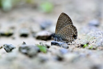 Butterfly larvae from the Taiwan ( Prosotas nora formosana) Rippled gray butterfly. 