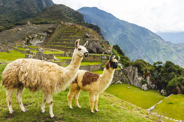 Peruvian llama in the Incan citadel Machu Picchu - Cuzco, Peru - obrazy, fototapety, plakaty