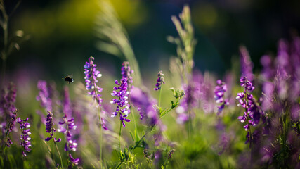 Ladybugs and bees pollinate lupine field