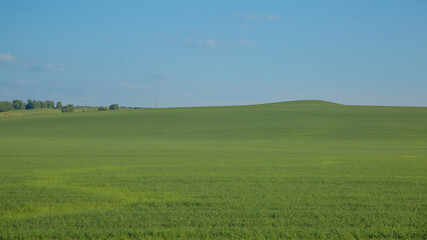 Field of clover in the hills under the summer cloudless sky