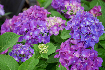 庭の紫陽花09