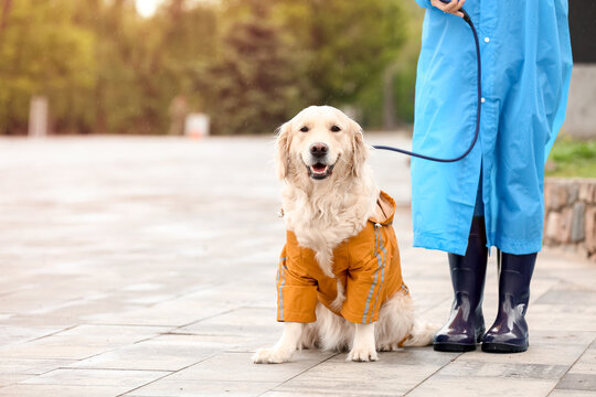 Funny dog and owner in raincoats walking outdoors