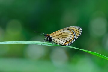 Fototapeta na wymiar Butterfly larvae from the Taiwan (Acraea issoria formosana) Thin butterfly. 