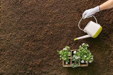 Hand of gardener with plants and watering can on soil background