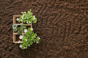 Green plants on soil background