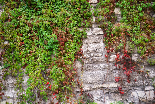 Green wild grapes on old stone wall. Selective focus