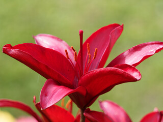 Fototapeta premium Gros plan sur fleur de lis ou lys asiatique, hybride, aux pétales rouge foncé pourpré et lumineux 