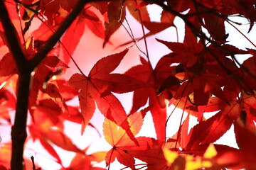 red maple leaves