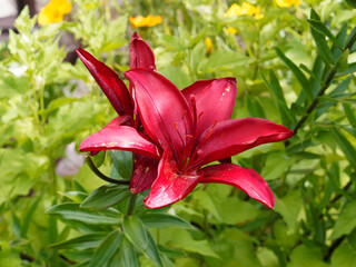 Lis ou lys asiatique aux somptueuses fleurs rouge foncé pourpre presque noir au feuillage...