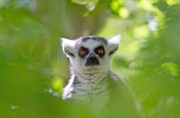 Ring tailed lemur (Lemur catta)