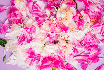 peony petals on the color background