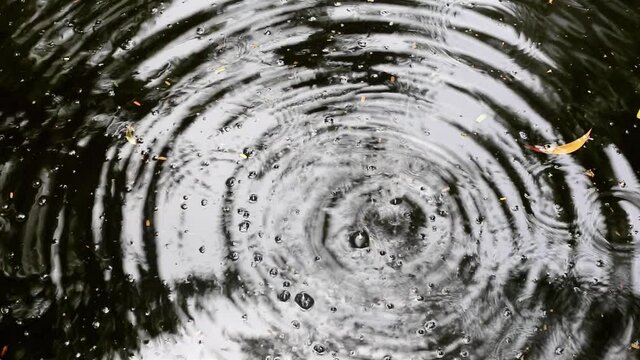 Constantly falling water drops create large capillary waves in rippled pond water. Some fallen leaves and yellow acacia flowers floating on the water surface.