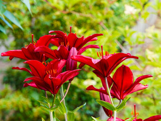 Fleurs de lys ou lis asiatique aux élégantes pétales lumineuse bien que rouge foncé et pourpré se balançant sur de hautes tiges au feuillage vert © Marc
