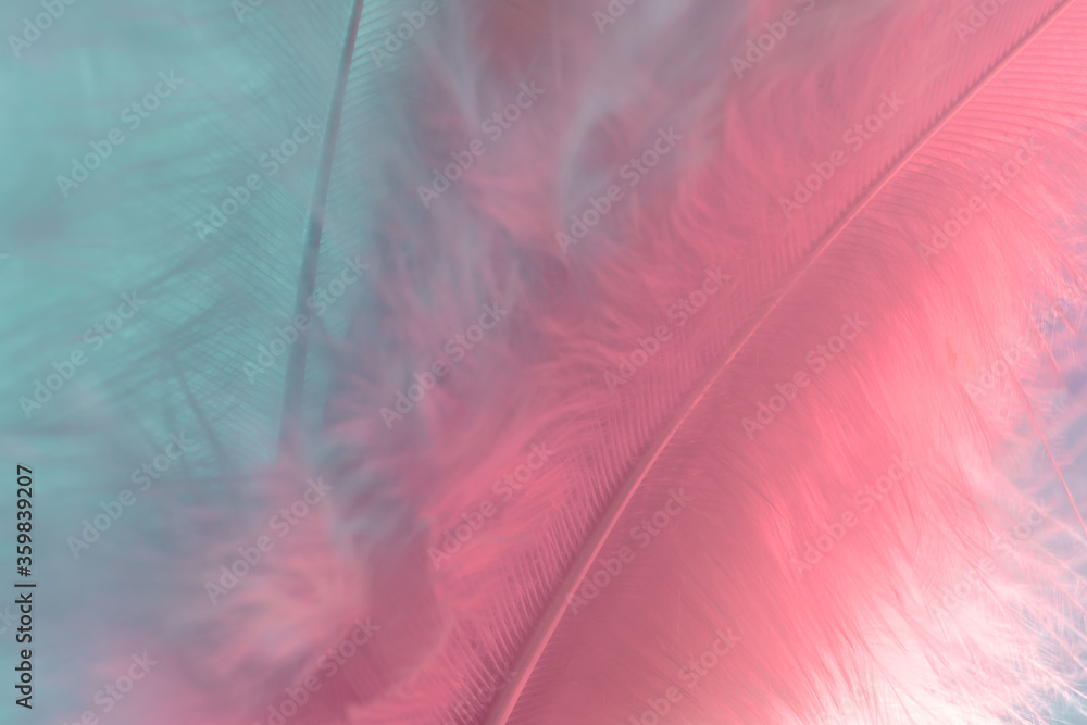 Poster Exotic texture feathers background close up. Pink  and aquamarine feathers pattern for your design. Macro photography view.