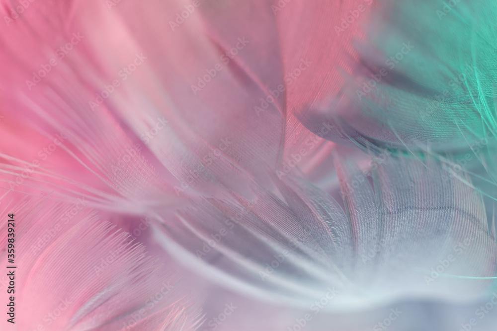 Poster Exotic texture feathers background close up. Soft feathers pattern for your design. Macro photography view.