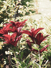 Lis ou lys asiatique aux somptueuses fleurs rouge foncé pourpre presque noir au feuillage...